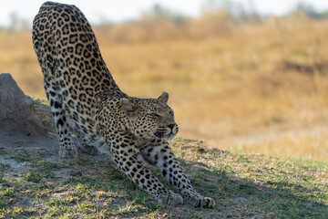 Okavango Delta 