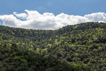 Forest during autumn in a sunny day