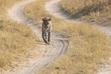 Okavango Delta 