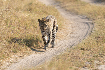 Okavango Delta 