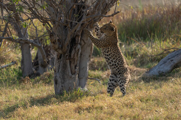 Okavango Delta 