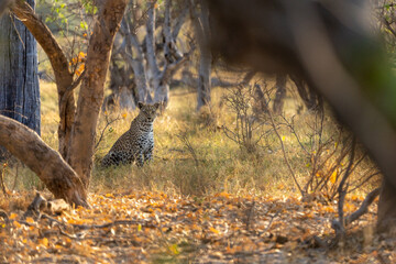Okavango Delta 