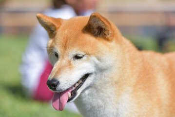Naklejka na ściany i meble cinnamon colored shiba inu dog playing in garden