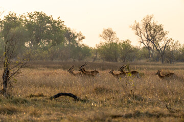 Okavango Delta 