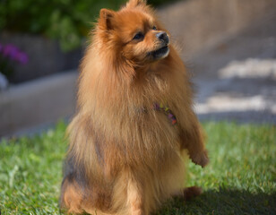 cinnamon pomeranian dog in garden playing