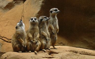 Meerkat Manor - São Paulo, Brazil