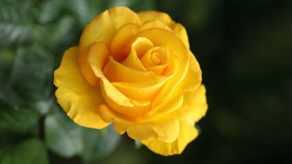 Close up beautiful yellow Rose. Open incredibly beautiful yellow Rose in the garden. Floral background. Soft focus. Natural floral background. Horizontal photo. Without people. Beautiful postcard 