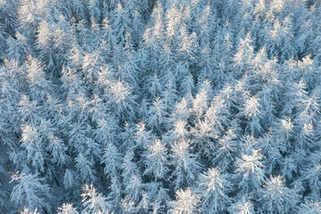Beautiful woodland landscape with trees in the snow. Aerial photo of the winter forest. Top view of snow-covered larch trees. Cold snowy winter weather. Travel to the Far North. Natural background.