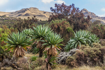 Fototapeta na wymiar Landscape of giant lobelias (Lobelia rhynchopetalum) in Simien mountains, Ethiopia