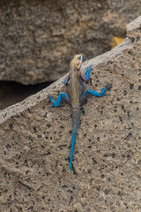 Agama in Aksum city, Ethiopia