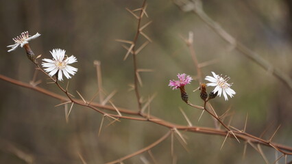 flower of the wild rose