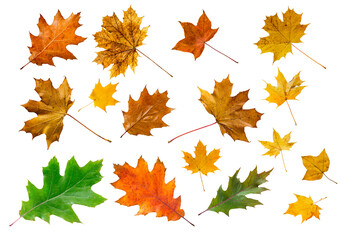 Naklejka na ściany i meble Set of colorful maple leaves isolated on white.
