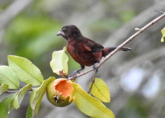 robin on a branch