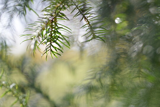 Aghi di pino in una foresta in inverno