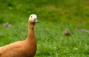 Mandarin duck on green grass. Beautiful wild duck with orange-brown plumage.