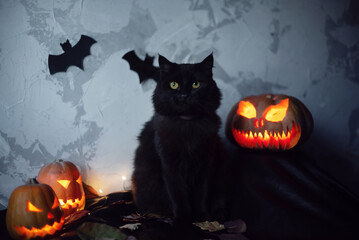 Scary halloween pumpkins Jack-o-lantern and black cat in the on a grey helloween background