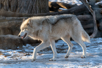 Gray Wolf In Winter Snow