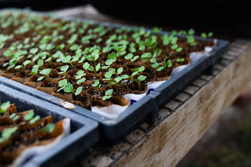 Young seedling plants growing in greenhouse