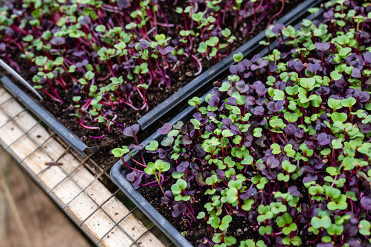 Microgreen seedlings growing in greenhouse