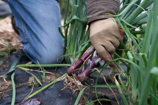 Purple onions being harvested from garden