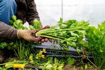 Gardener Harvesting Celery from Garden
