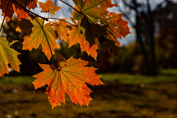 Naklejka na ściany i meble beautiful autumn background - yellow and orange maple leaves