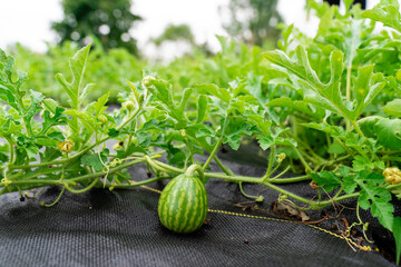 Baby watermelon on vine