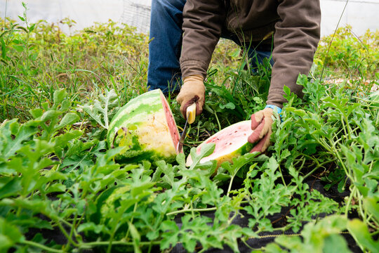 Farmer slicing open fresh watermelon in garden
