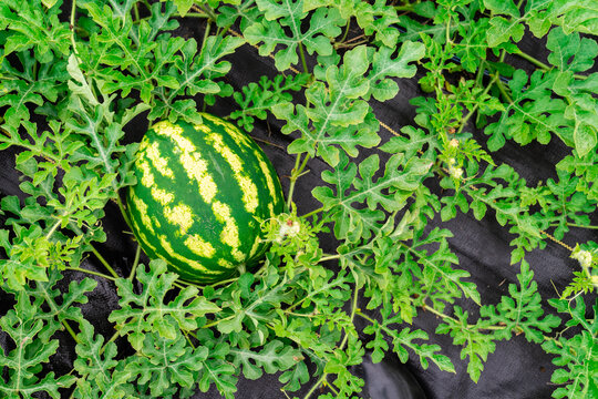 Ripe Watermelon On Vine In Garden