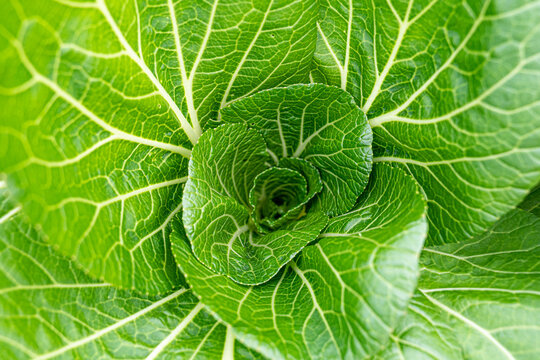 Close Up Of Bok Choy Leaves With Veins