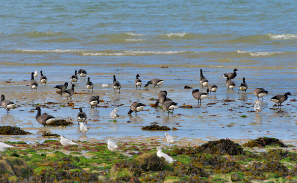 oies bernaches cravant en migration en Bretagne