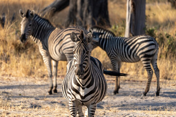 Okavango Delta 