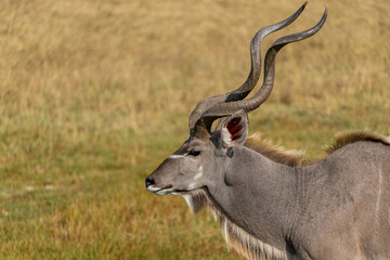 Okavango Delta 