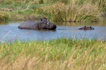 Fototapeta premium Okavango Delta 