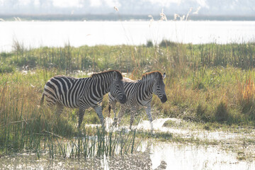 Fototapeta na wymiar Okavango Delta 