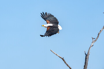 Okavango Delta 