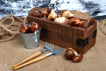 Preparing for the spring season, pink and yellow tulip bulbs in a wooden box. Rake and shovel on...