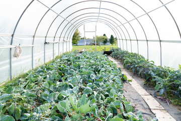 Brussel sprouts vegetables growing in greenhouse