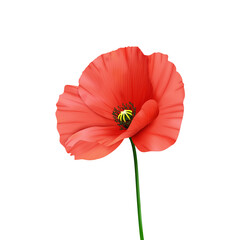 Czerwony mak - piękny rozwinięty kwiat. Ręcznie rysowana botaniczna ilustracja. © Monika