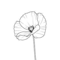 Fototapeta Mak - piękny rozwinięty kwiat. Ręcznie rysowany dziki kwiat. Botaniczna ilustracja wektorowa. obraz