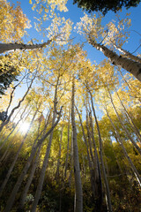 Obraz premium autumn forest in the morning