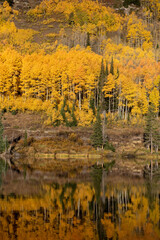 autumn in the forest