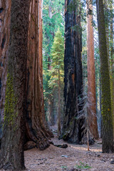 forest in autumn