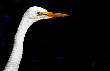 Great Egret (Ardea alba)