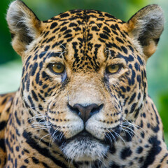 Jaguar Panthera onca, majestic feline looking at camera in Pantanal, Brazil