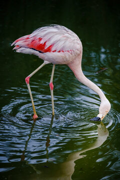 Flamingo, tropical freshwater bird with long neck on the lake, Pantanal, Brazil