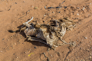 Dead donkey in the desert of Sudan
