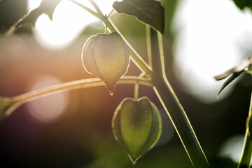 Physalis minima fruit on nature background.