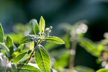 False daisy or erclipta prostrata tree on nature background.