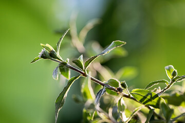 False daisy or erclipta prostrata tree on nature background.